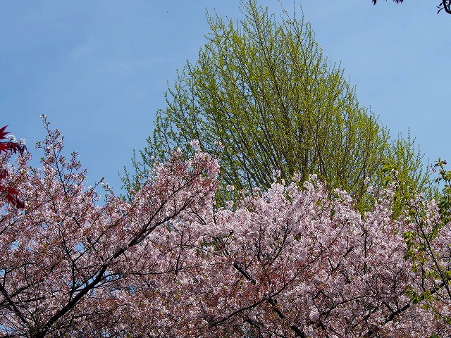 P4090511.jpg