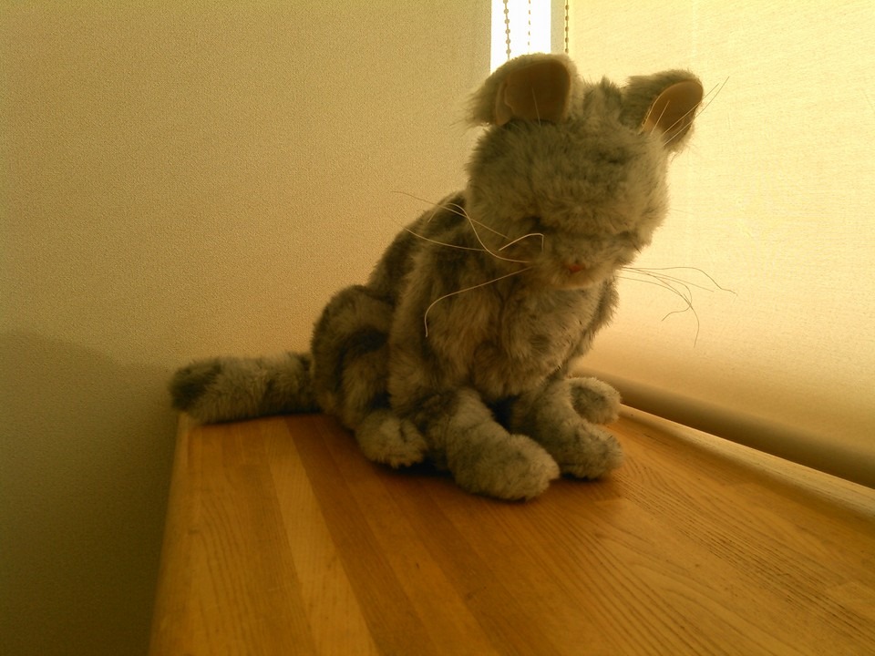 リアルねこ.jpg