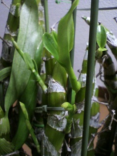 2013012500030001.jpg