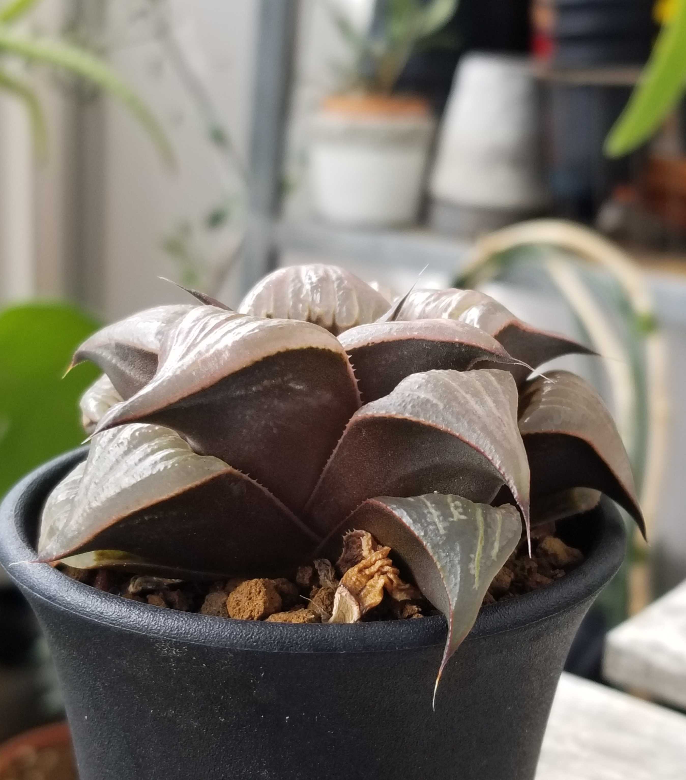 ハオルチア ピンキー錦 極上斑 ハオルチア 極上斑 | - mocono_plants ピンキー錦 公式通販 バディア錦