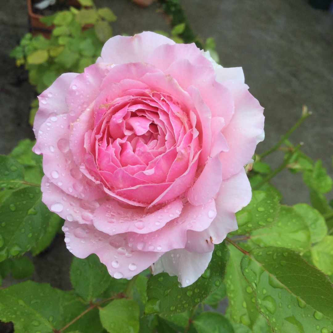 雨の二番花 エウリディーチェ ばらと猫とフラメンコ 楽天ブログ