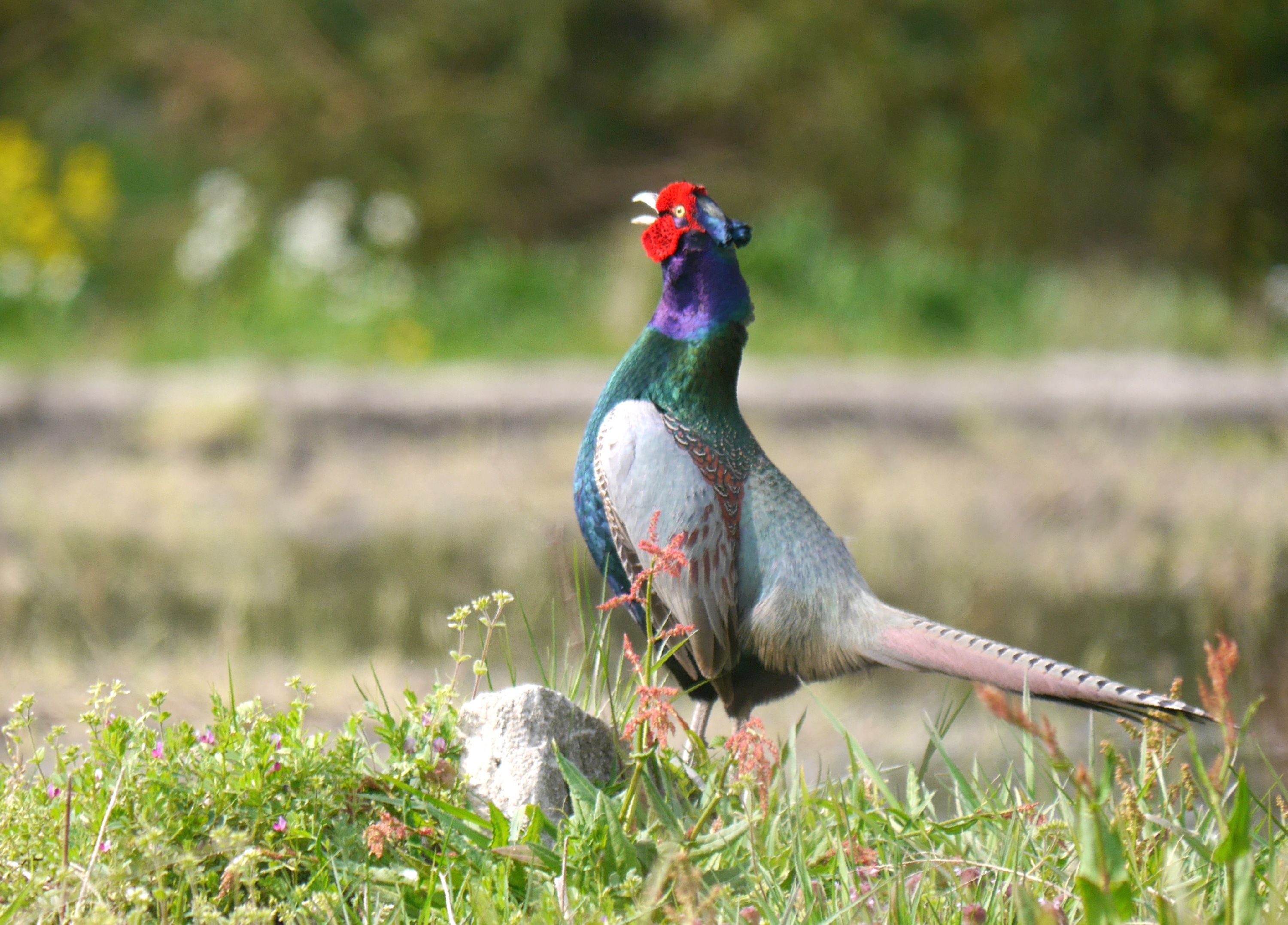 国鳥 雉 春の小川の花鳥日記 楽天ブログ