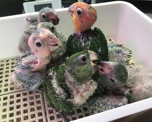 シロハラインコ の記事一覧 Inkoya日和 楽天ブログ