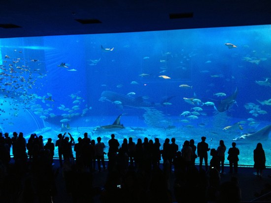 2美ら海550１.jpg