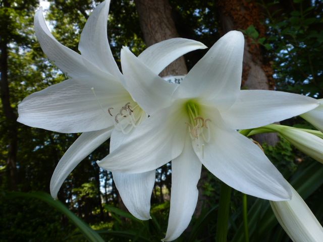 印度浜木綿 インドハマユウ カンナ 百合の花 色々 写真あり 私の好きな花 楽天ブログ