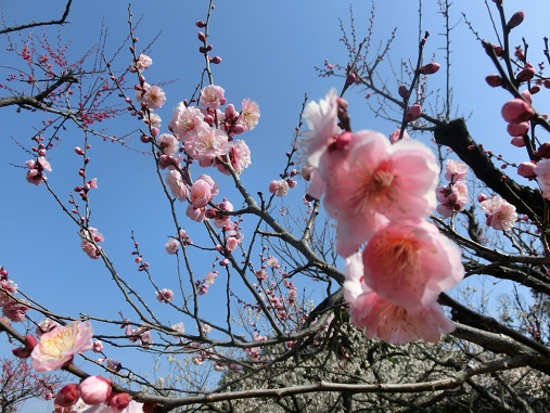 南公園の梅