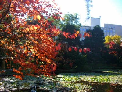 CIMG5305 (400x300).jpg