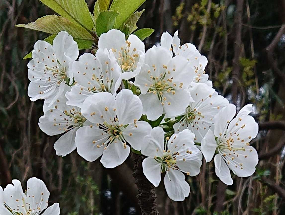 さくらんぼの花が咲いてます 趣味は園芸だけれども 楽天ブログ