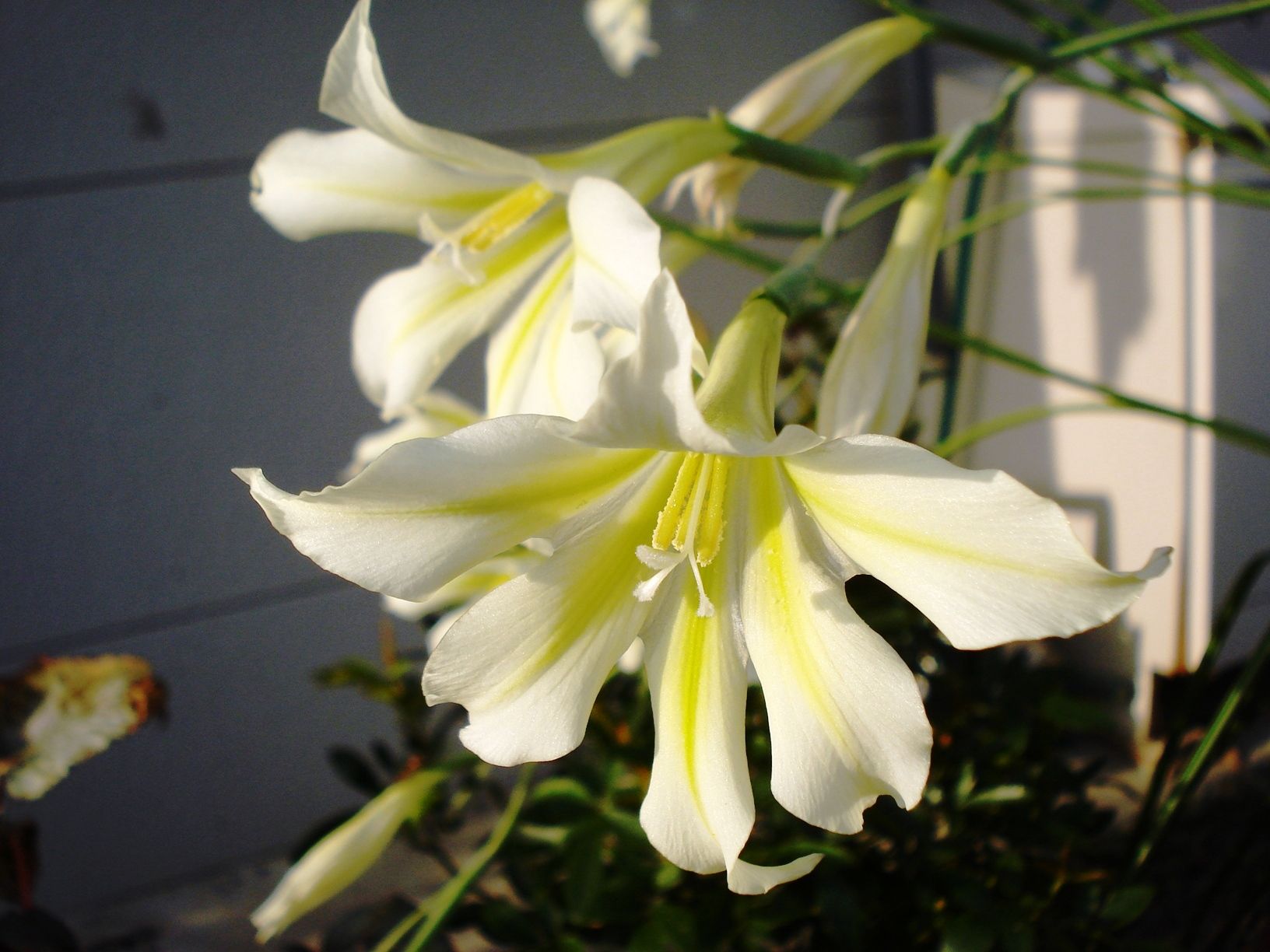 グラジオラス トリスティスの花 花と蕎麦とリハビリと 楽天ブログ