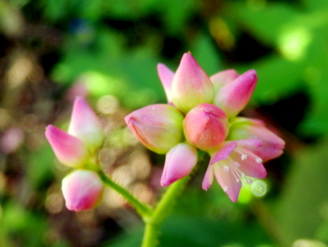 ママコノシリヌグイの蕾