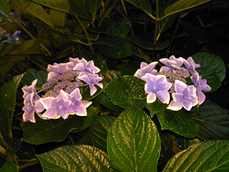 P_20160619_175210.jpg