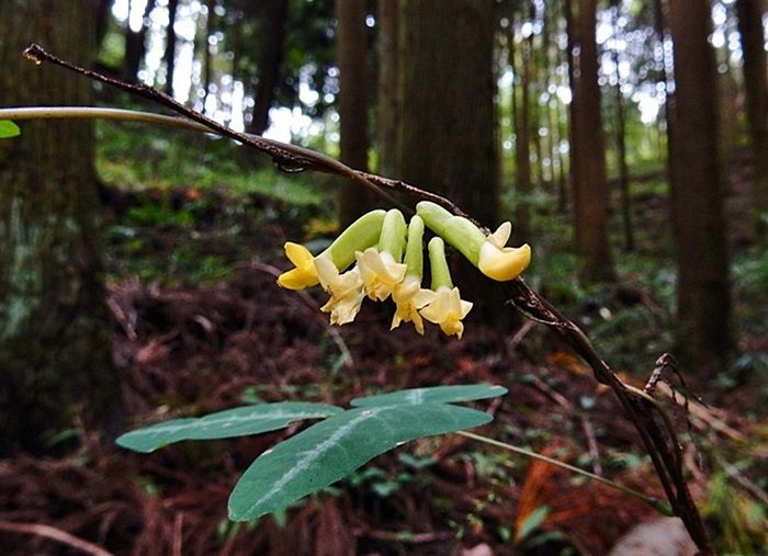 ノササゲ花