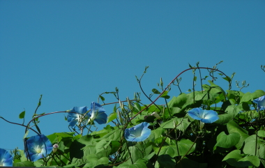 2015-09-07asagao.JPG