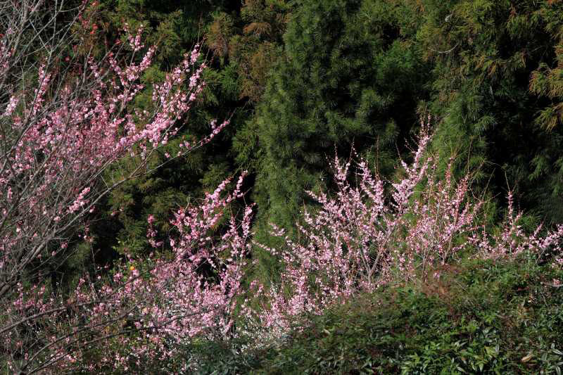 広橋梅林_007.jpg