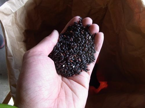 「朱」の仕込み