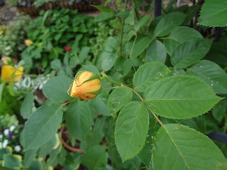 DSC00945.jpg