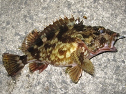 2月17日 20時57分22cm