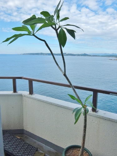 プルメリア　ベランダ　鉢植え　ハワイ
