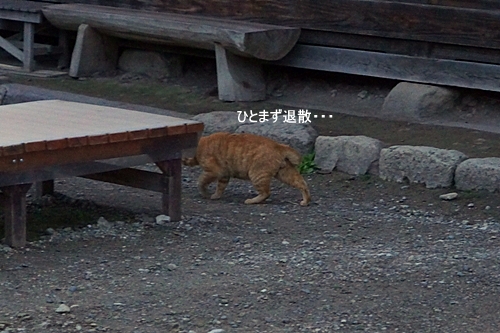 大内宿　猫