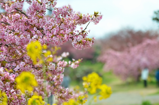 菜の花と桜