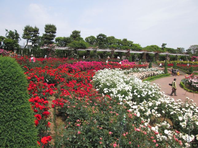 谷津バラ園_1127.jpg