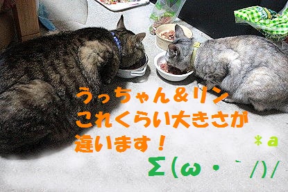 ご飯中　うっちゃん＆リン.jpg