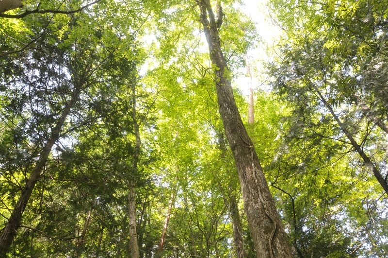 第9回醍醐山一斉登山・登山編 | 醍醐山と下部（しもべ）温泉 - 楽天ブログ