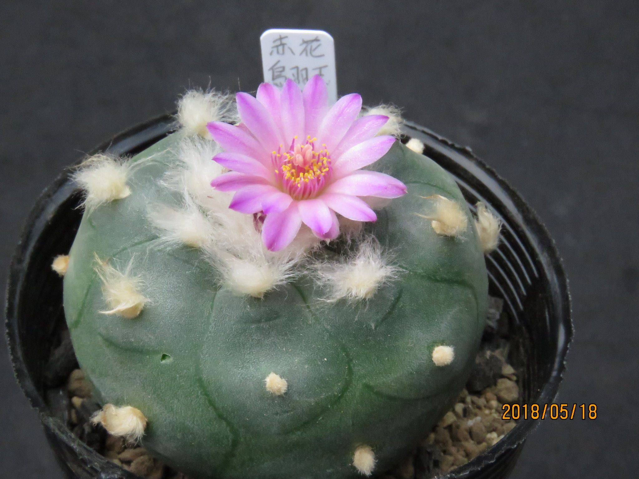 赤花烏羽玉　実生 b3990f2477b083f314f8d1556e1d8d