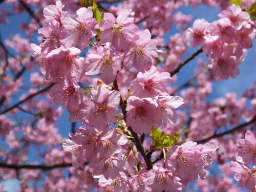 三浦海岸の河津桜