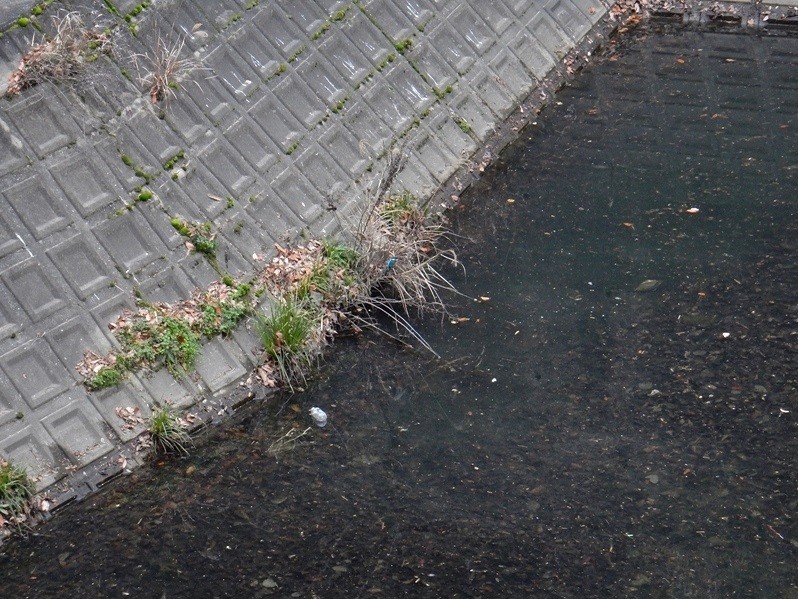 カワセミ4.JPG