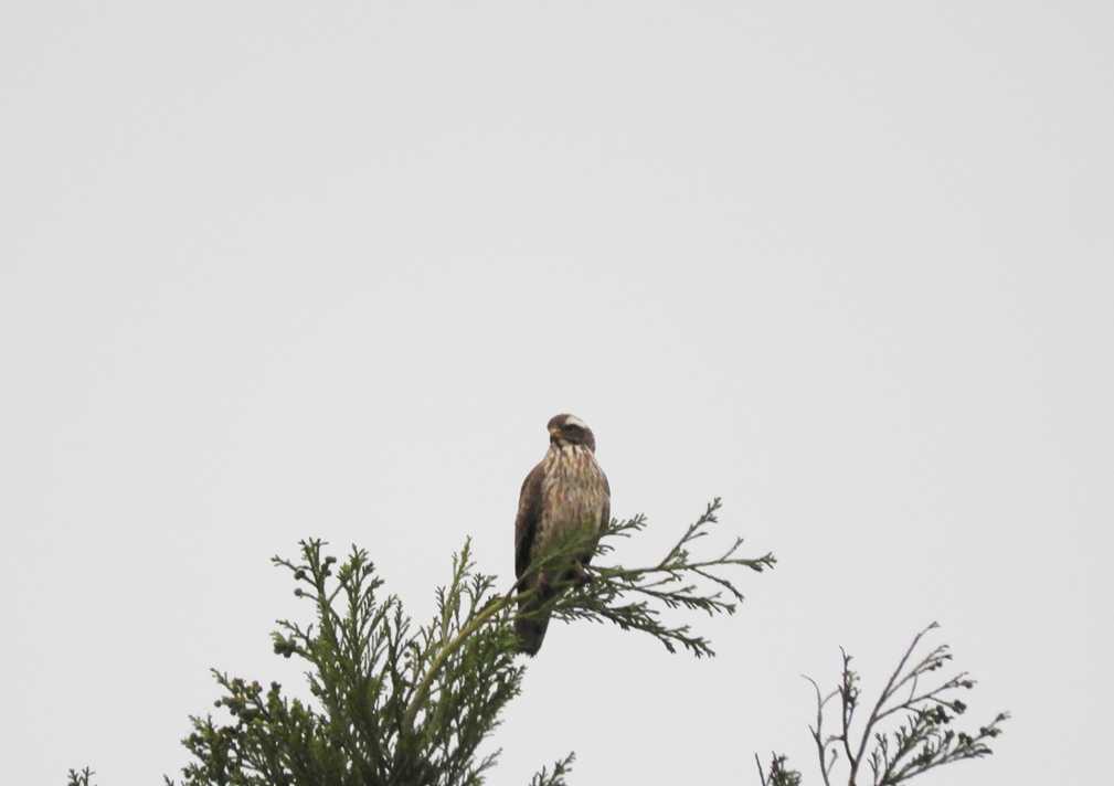 初めて出会った！！ | 留鳥の山歩き - 楽天ブログ