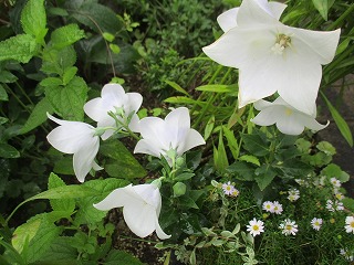 IMG_4953ss.jpg