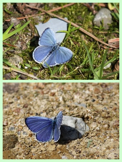 森林公園-27 シジミチョウ 13.3.24