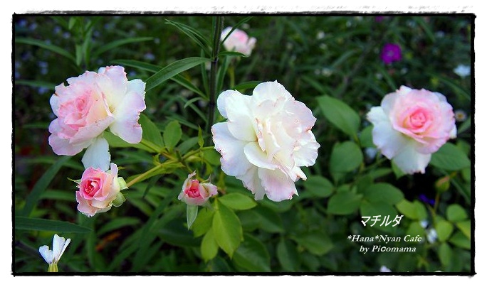 1aa20150612P6120057.jpg