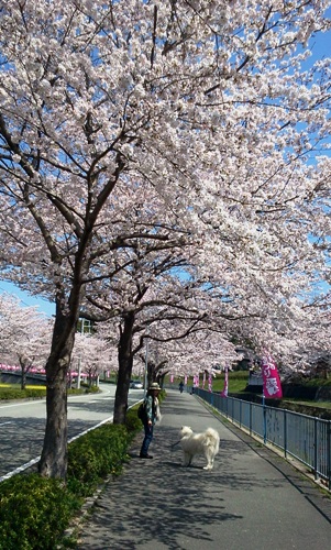 sakura3.jpg