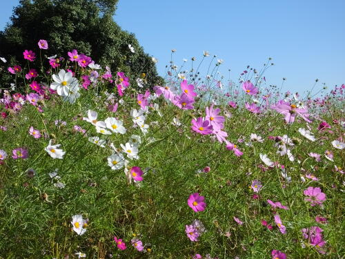 花の丘のコスモス