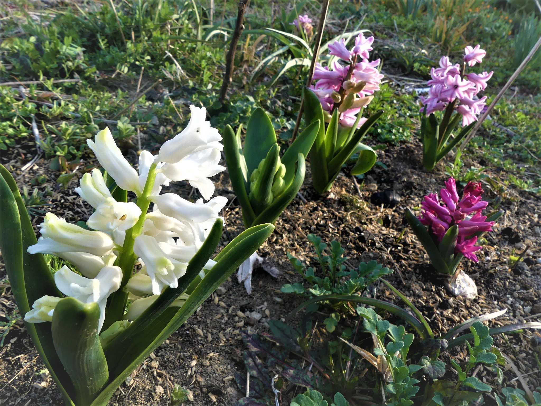 球根を植えた ヒヤシンスが 咲いて来ました オープンガーデン 蕗のとう 楽天ブログ