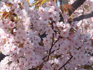 花８.jpg