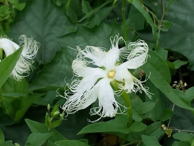 20160717_084257 (400x301).jpg