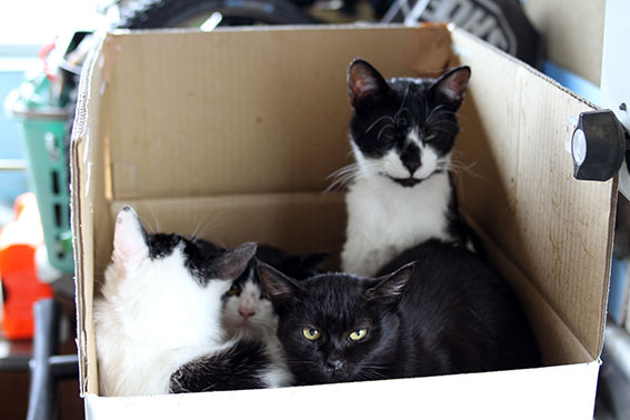 我が家のニャンコ♪2015/3/31-3