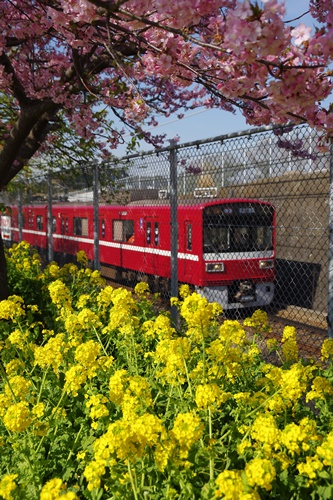 三浦海岸の河津桜