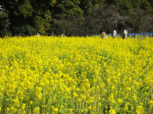 浜離宮恩賜庭園の菜の花