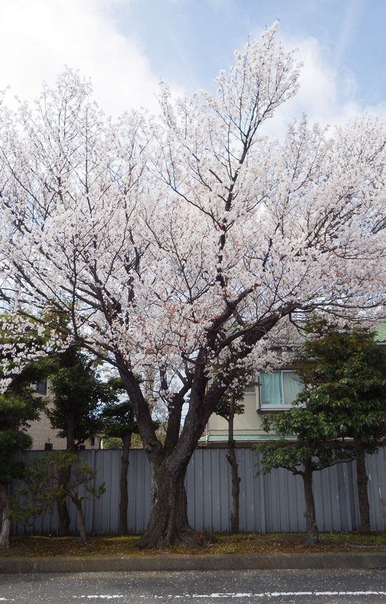 3-28構内の桜2.jpg