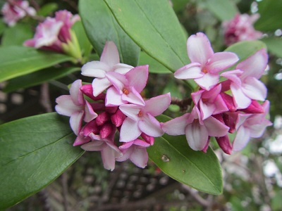 沈丁花.jpg