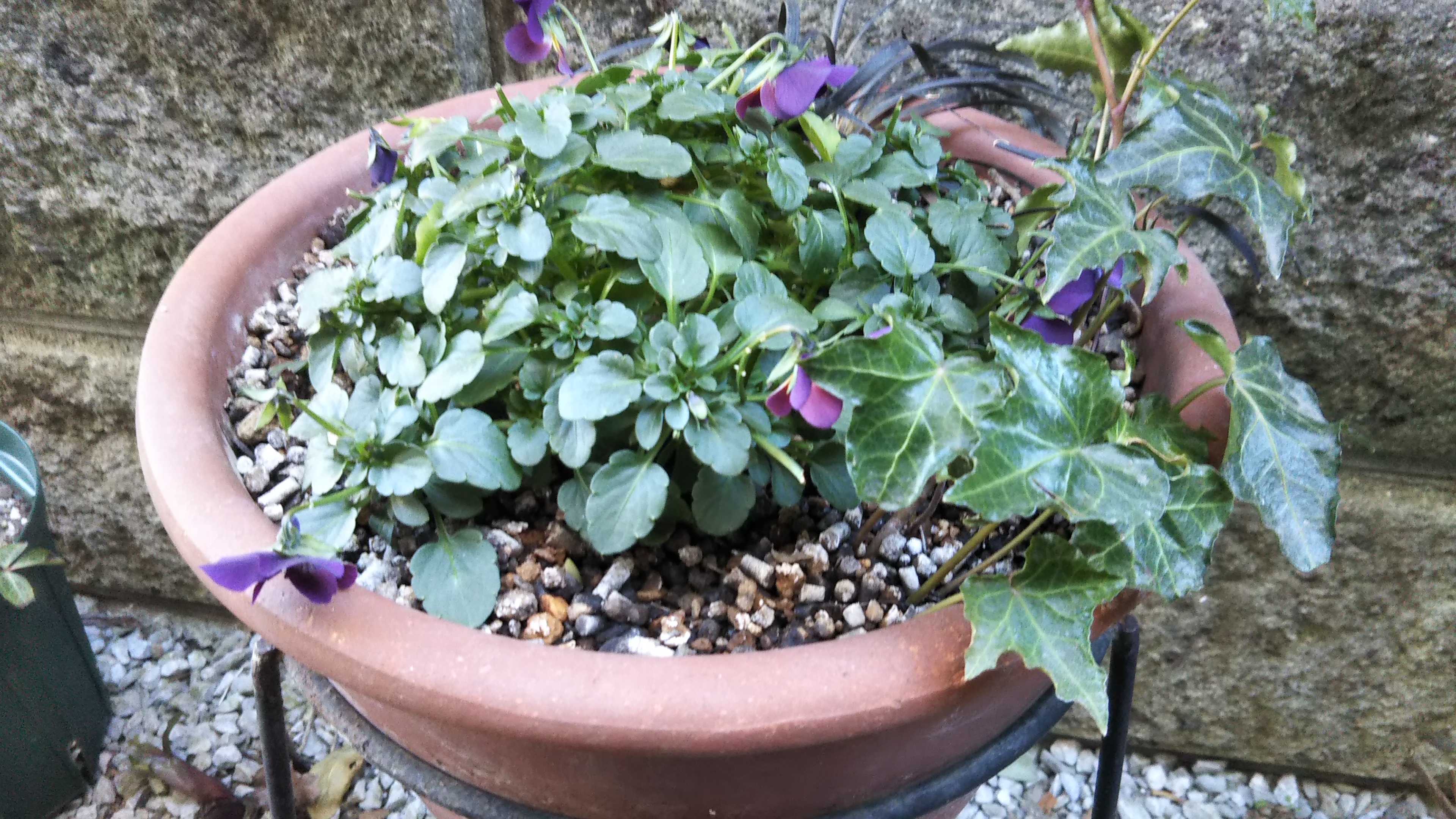 割れた鉢の修復 寒波の被害 | シェードガーデンと猫 - 楽天ブログ