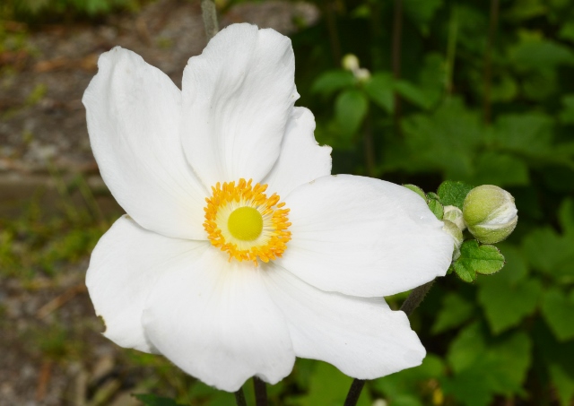 DSC_1329 (640x453).jpg