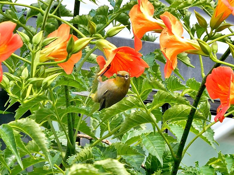 凌霄花と目白2