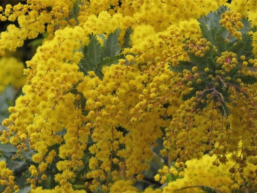 春になり 山が笑い始める 山桜 ミモザ 雪柳 花桃 レンゲ草などが咲きです 大分金太郎の花鳥蝶月 楽天ブログ