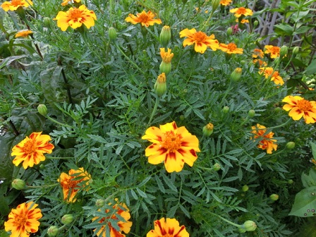 マリーゴールド