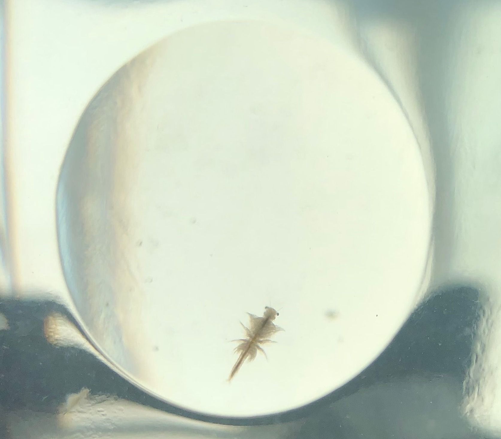 シーモンキー 飼育３週間 順調に成長中 Neo Anaのブログ 楽天ブログ